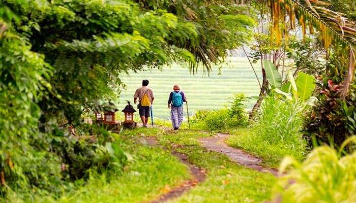 two people walking Jatiluwih fields